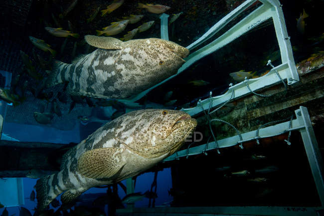 Vista submarina de hermosa goliath mero con reflejo - foto de stock