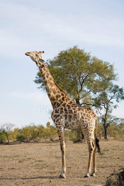 Girafa em pé em terra seca à luz do sol — Fotografia de Stock