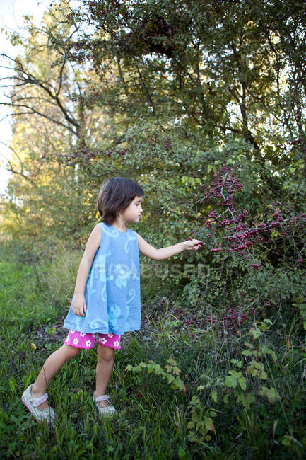 Little girl picking berries — Stock Photo
