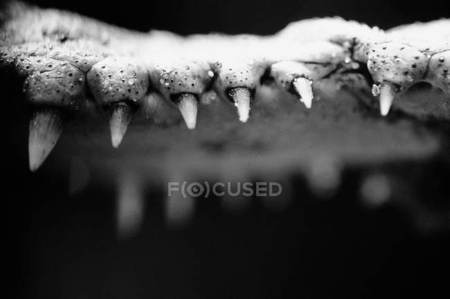 Close up shot of crocodile teeth, black and white — Stock Photo