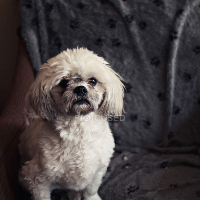 Лхаса апсо собака, дивлячись на камеру — стокове фото