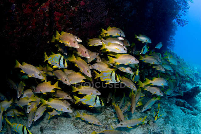 Schooling fish near shipwreck under water — Stock Photo