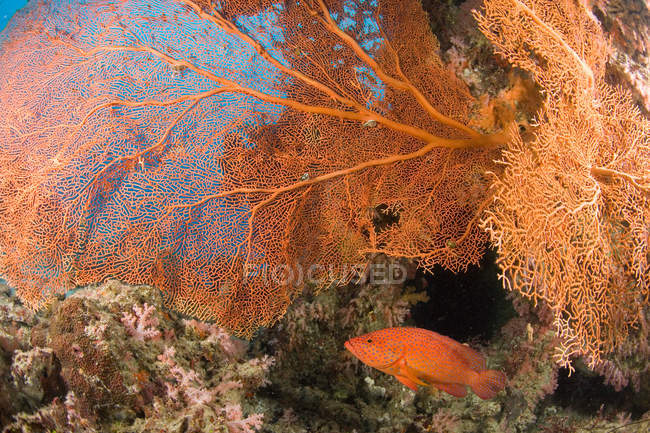 Beautiful coral grouper swimming near coral in andaman sea — Stock Photo
