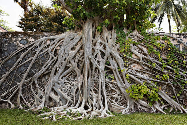 Strangolatore albero di fico sul muro in Con Son, Con Dao Island, Vietnam — Foto stock