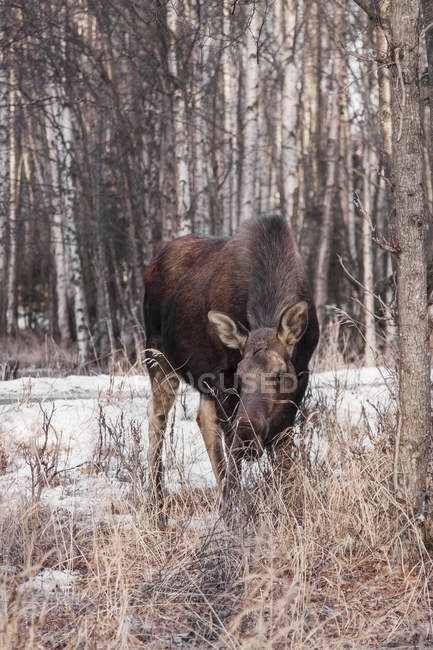 Female moose feeding straw grass in winter forest — Stock Photo