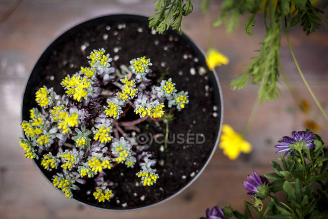 Високий кут зору рослини горщика з дрібними жовтими листям — стокове фото