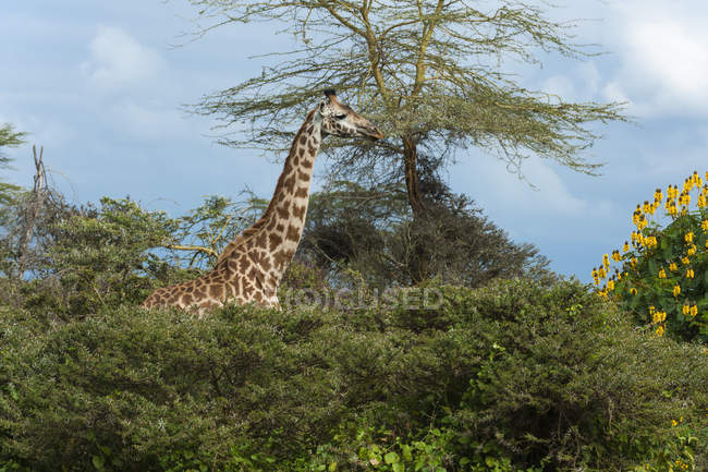 Jirafa Rothschild, Lago Naivasha, Kenia, África - foto de stock