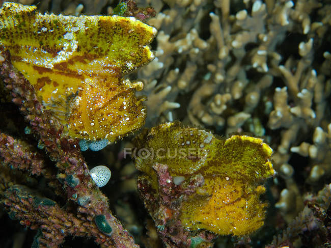 Close-up view of pair of leaf scorpionfish — Stock Photo
