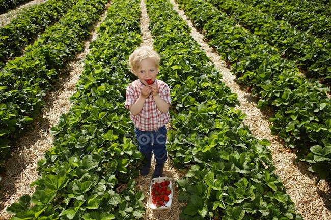 Хлопчик збирає полуницю в полі — стокове фото