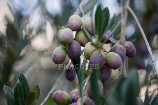 Primo piano delle olive sul ramo d'albero — Foto stock