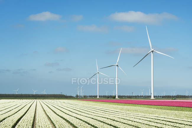 Filas de flores blancas y rosadas y turbinas eólicas - foto de stock