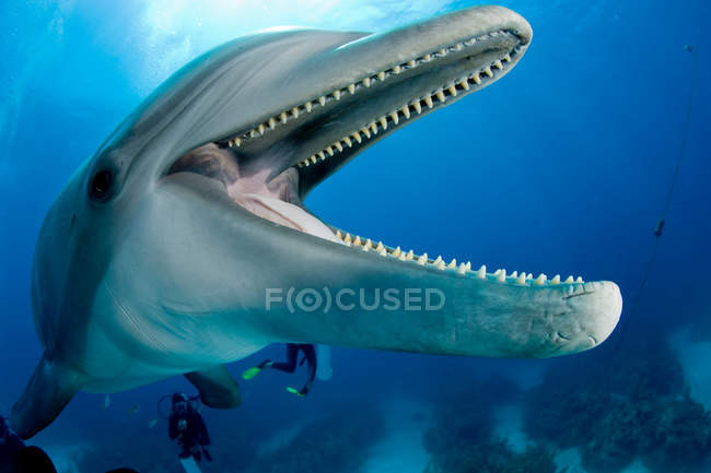 Primer plano plano de delfín nariz de botella con inmersión en el fondo - foto de stock