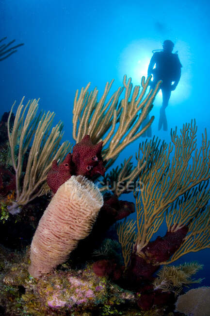 Bouquet d'éponges sous l'eau. — Photo de stock