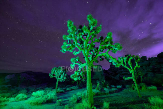 Luci colorate su Joshua Trees di notte — Foto stock