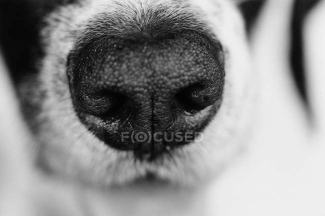 Nariz do cão close up tiro — Fotografia de Stock