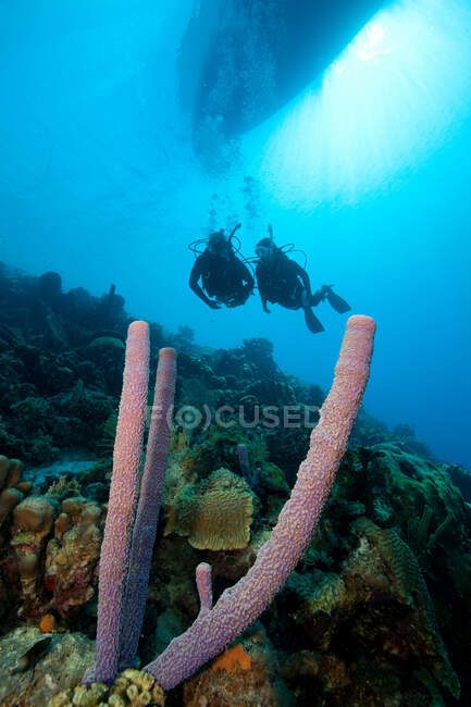 Scuba divers on a sloping wall — Stock Photo