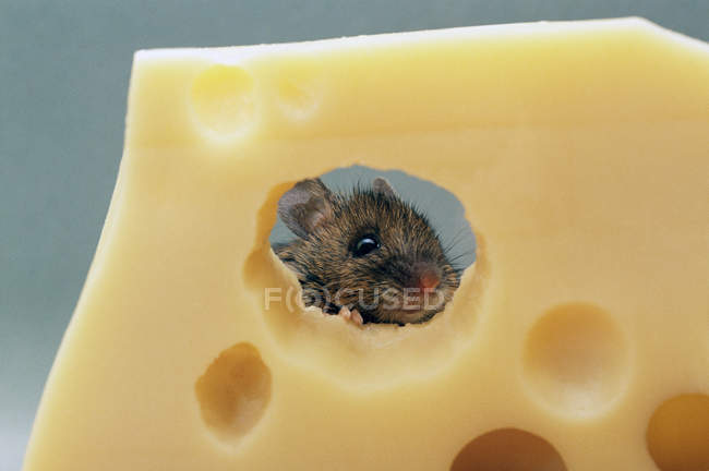 Nahaufnahme einer Maus, die Schweizer Käse isst — Stockfoto
