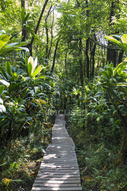 Boardwalk through rainforest, Haleakala, Hawaii, EE.UU. - foto de stock