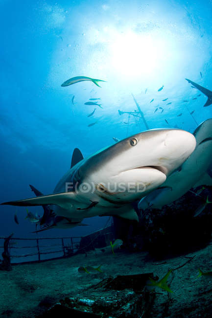Sharks on shipwreck, underwater view — Stock Photo