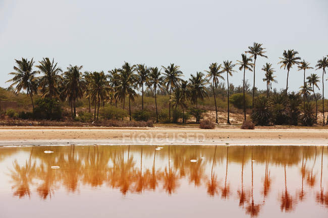 Palm trees on beach — Stock Photo