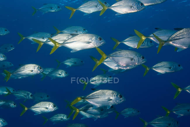 Vista ravvicinata del nuoto dei pesci a scuola — Foto stock