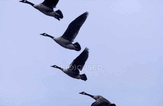 Hermosa bandada de gansos volando en el cielo azul - foto de stock