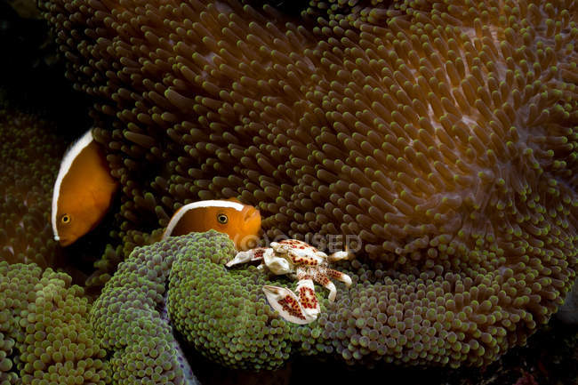 Анемонная рыба и фарфоровый краб — стоковое фото