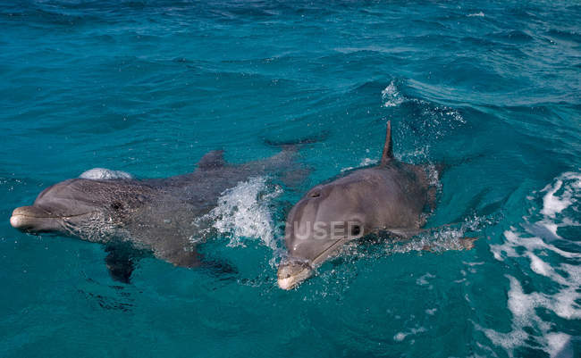 Two atlantic bottlenose dolphins swimming in blue water — Stock Photo