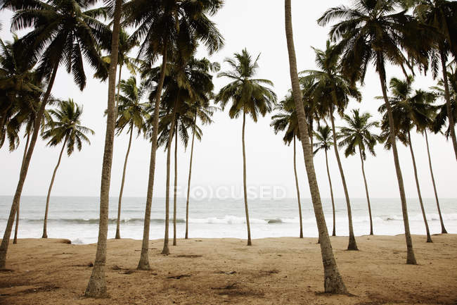 Palmiers sur la plage de sable fin — Photo de stock