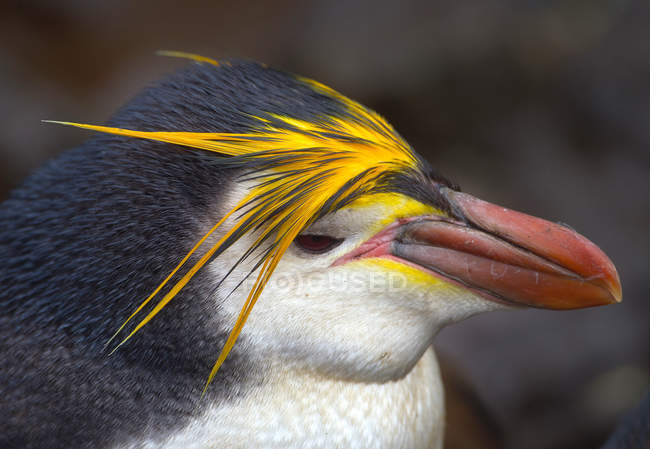 Pingouin royal, côte nord-est de l'île Macquarie, océan Austral — Photo de stock