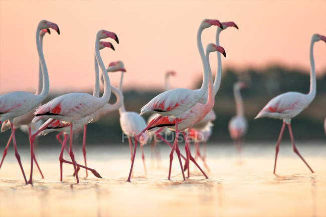 Gruppo di fenicotteri in acqua sotto il cielo rosa del tramonto — Foto stock