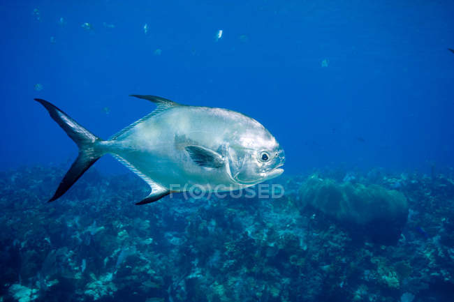 Vue du permis de pêche sous-marine — Photo de stock