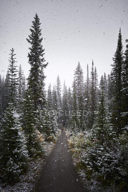 Шлях веде через ліс соснових дерев, а снігові пластівці падають з неба . — стокове фото