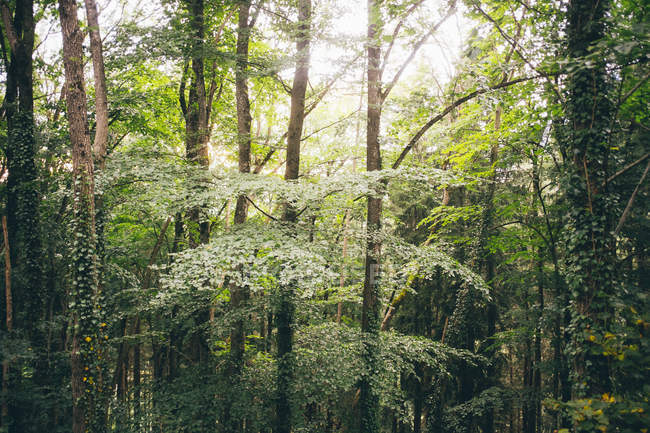 Alberi verdi della foresta alla luce del sole — Foto stock