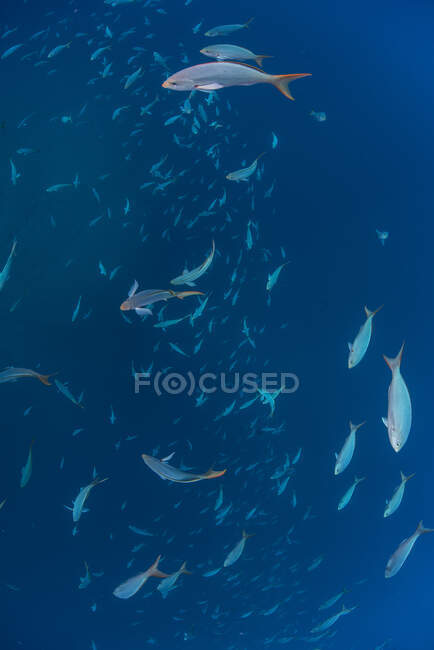 Fotografía submarina de la vida marina, vista de cerca - foto de stock