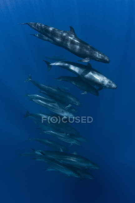 False killer whales swimming under water — Stock Photo