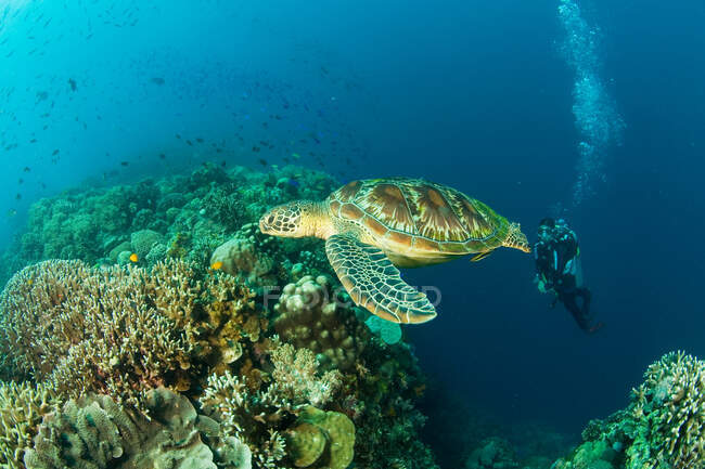 Tartaruga marinha e mergulhador — Fotografia de Stock