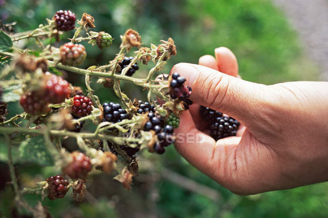 Man picking blackberries — Stock Photo