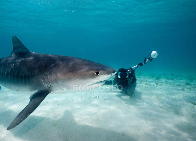 Fotografo e squalo tigre che nuota sott'acqua — Foto stock