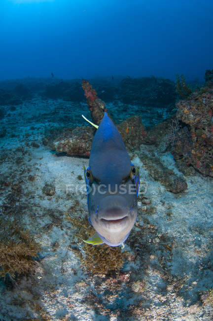 Pesce angelo blu che nuota alla barriera corallina — Foto stock