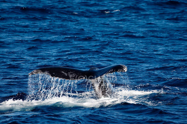 Rabo de baleia jubarte salpicando água — Fotografia de Stock