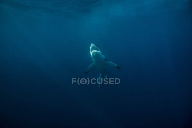 Tiburón en aguas oscuras - foto de stock