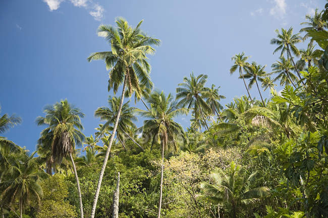 Lush green palm trees on blue sky — Stock Photo