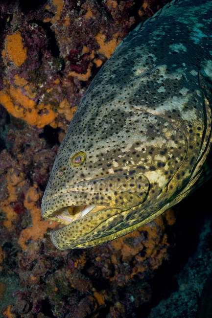 Goliath grouper, вид під водою — стокове фото