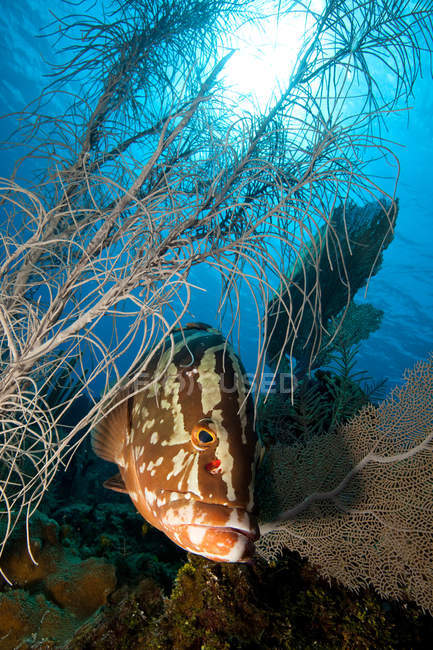 Pesce cernia nassau e corallo molle — Foto stock