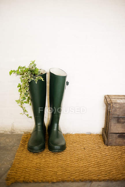 Айви растет в ботинке Веллингтона — стоковое фото