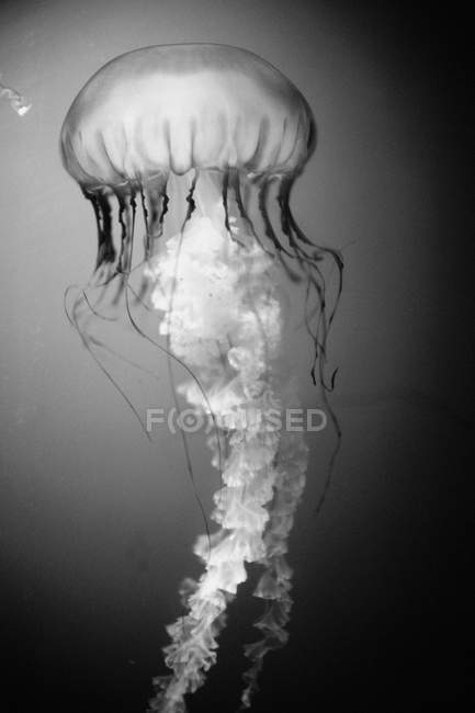 View of Sea Nettle Jellyfish on grey background — Stock Photo