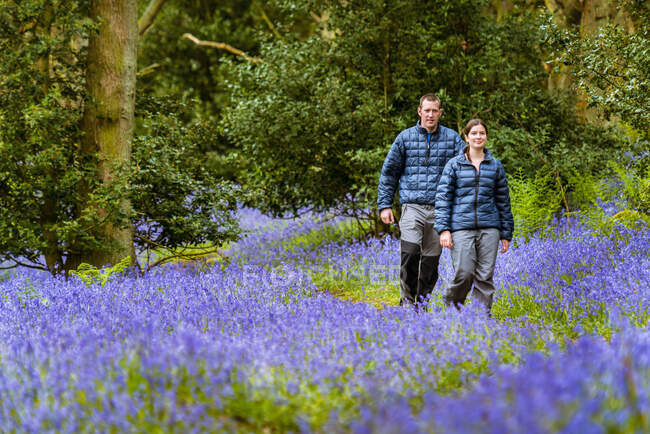 Mujer joven y hombre caminando por los bosques de campanas azules, Pateley Bridge, Nidderdale, Yorkshire Dales - foto de stock