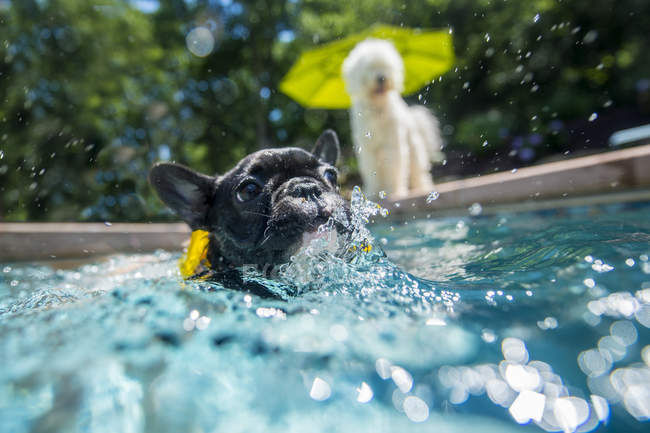 Perro vadeando en la piscina - foto de stock