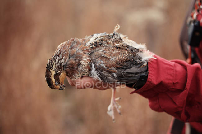 Close up shot of hunter holding dead quail — Stock Photo